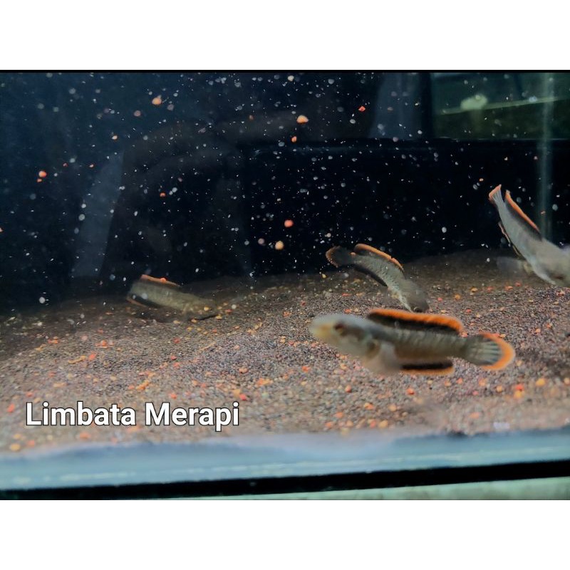 Limbata Merapi Rim Merah merona