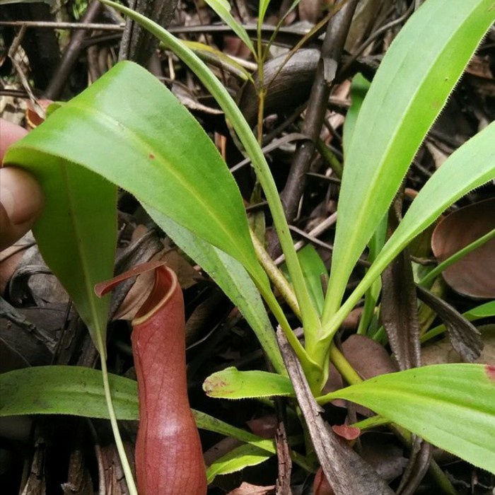 Tanaman Karnivora Nepenthes Mirabilis Red Kantong Semar Biji / Benih