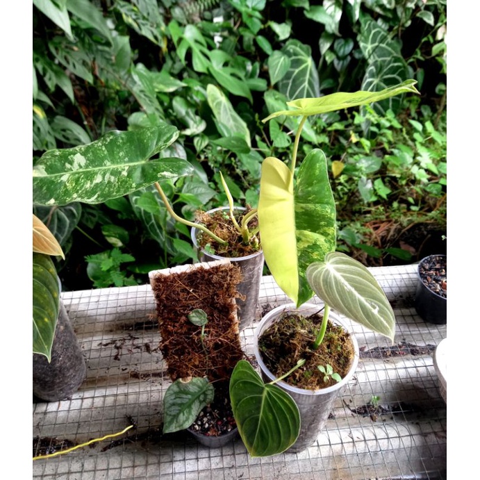 paket tanaman hias philo dan monstera