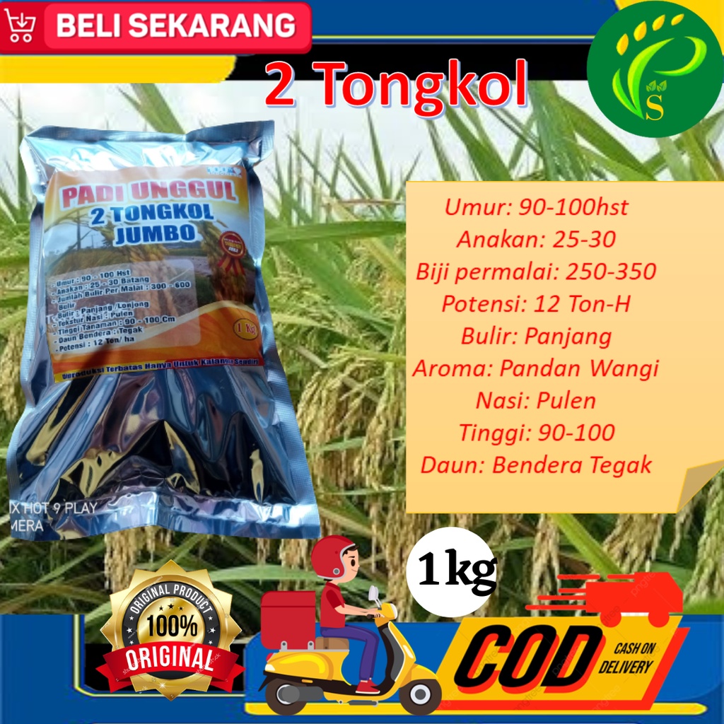 Biji Padi 2 Tongkol  Jumbo 1 Kg