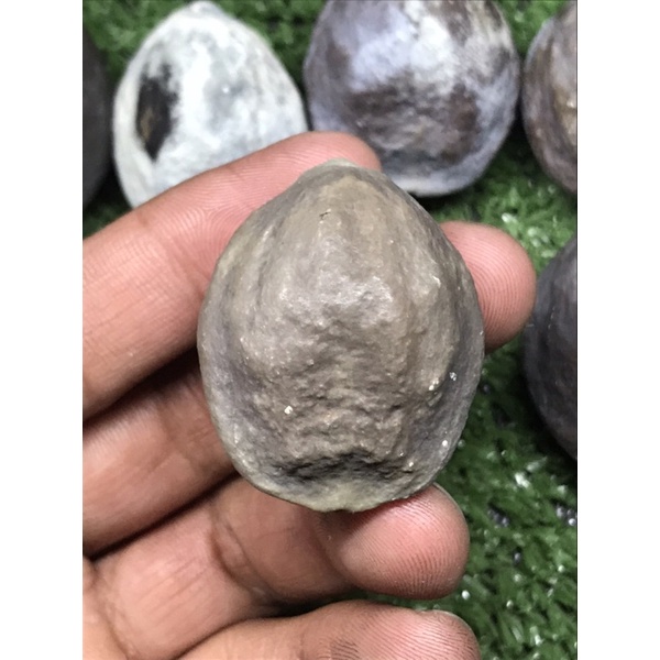 Muncang adu jenis jawa marinir