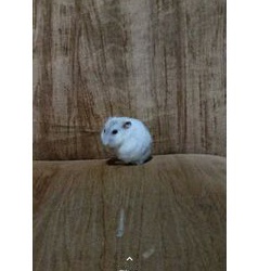 Hamster Winter Pearl Albino Putih Mata Merah