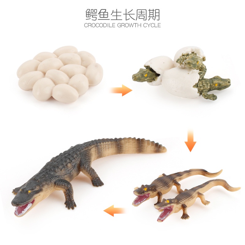 Mainan Binatang Edukasi Anak TK SD Hewan Belajar Mengenal Metamorfosis Simulasi hewan mainan edukatif pertumbuhan siklus hidup Montesori tk alat peraga katak ikan ayam nyamuk