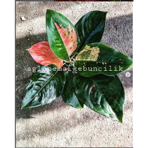Aglonema Kochin Pelangi