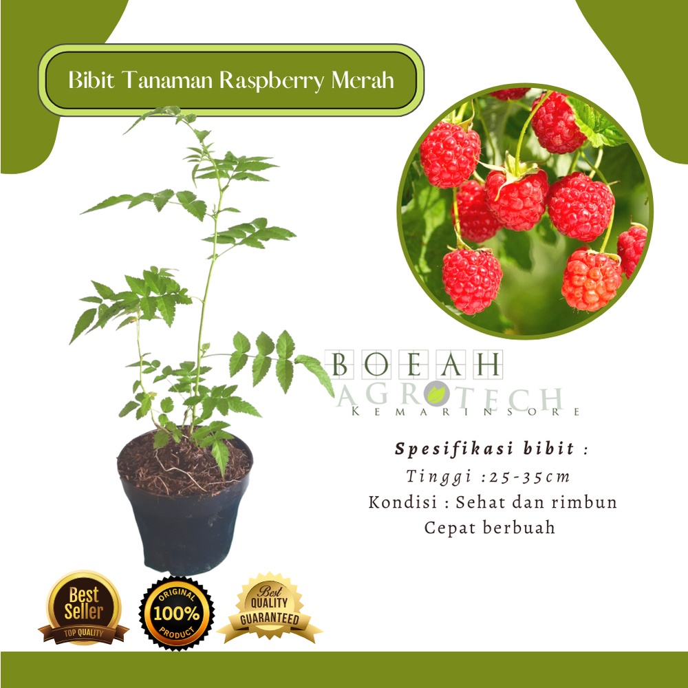 Bibit Tanaman Raspberry Merah Lokal