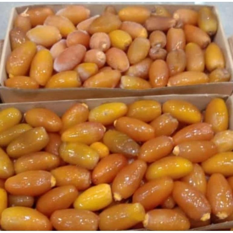 

Kurma Muda Libya Fress Ukuran 1Kg Promo Best Seller!