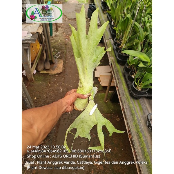 Platycerium Holttumii