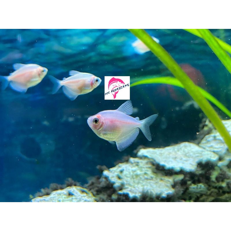 Hiasan aquarium schooling tetra albino aquascape