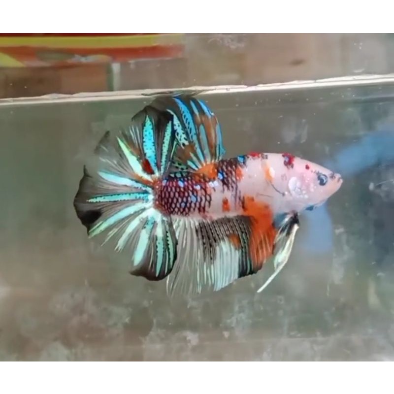 cupang raksasa ekor lebar Giant HMPK bahanan Multicolor jantan. ikan Giant HMPK Umur 2.5-3 bulan dar
