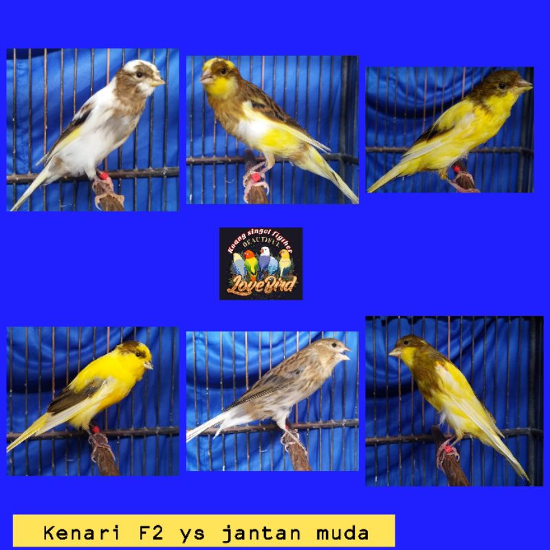 Burung kenari F2 ys bahan pilihan sortir jantan dan kenari F2 ys betina cewek  dewasa