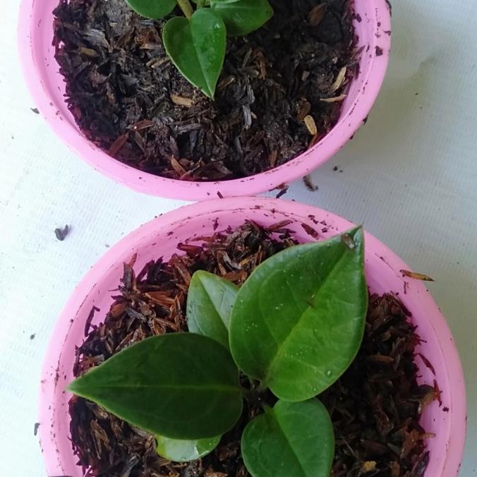 #@#@#@#@] jemani mangkok tornado