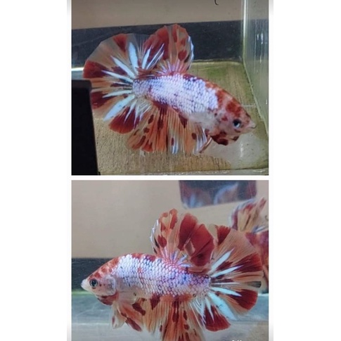 Cupang kontes SNI Giant HMPK Koi marble Bahanan Mutasi up umur 3 bln. ekor ga lebar balikin