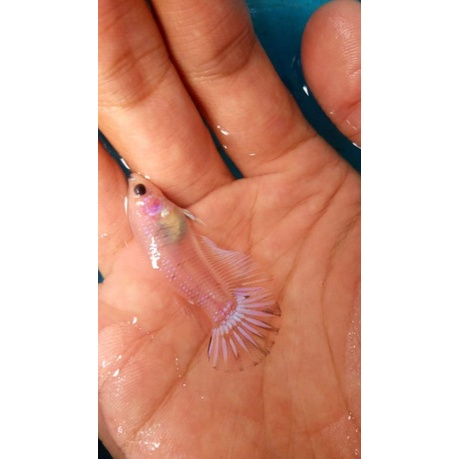 Cupang kontes SNI Giant HMPK Koi marble Bahanan proses Mutasi up umur 3 bln. ekor ga lebar balikin