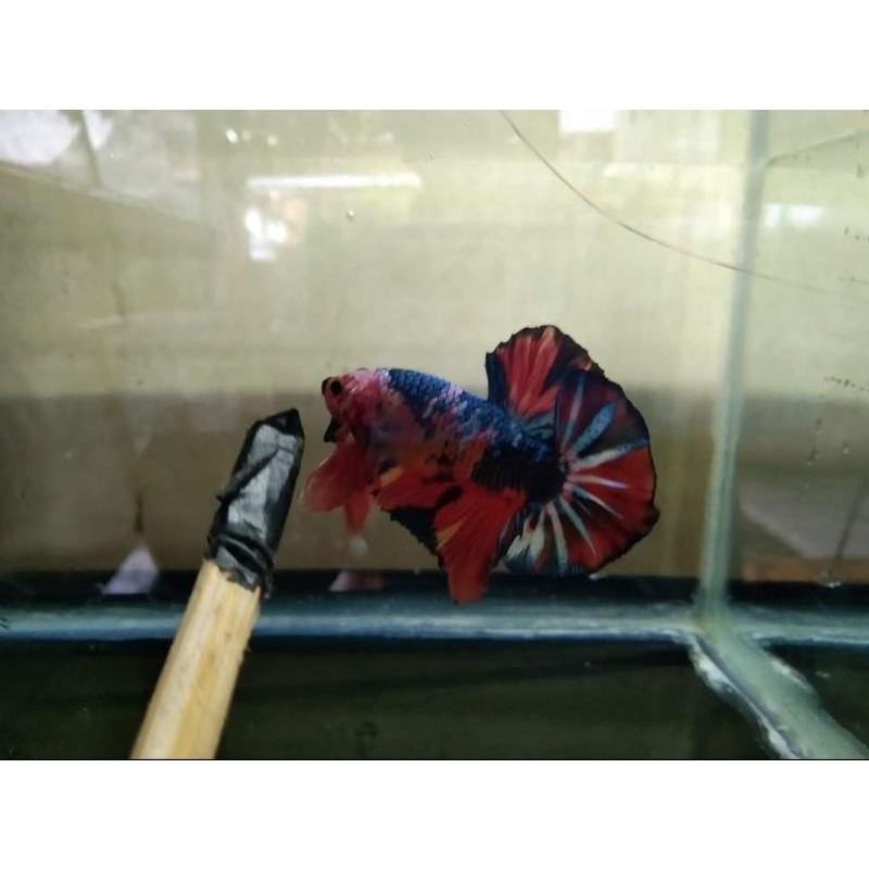 Cupang kontes SNI Giant HMPK multicolor Bahanan Mutasi up umur 3 bln. ekor ga lebar balikin. ketika 