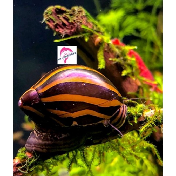 Hiasan aquarium keong turbo