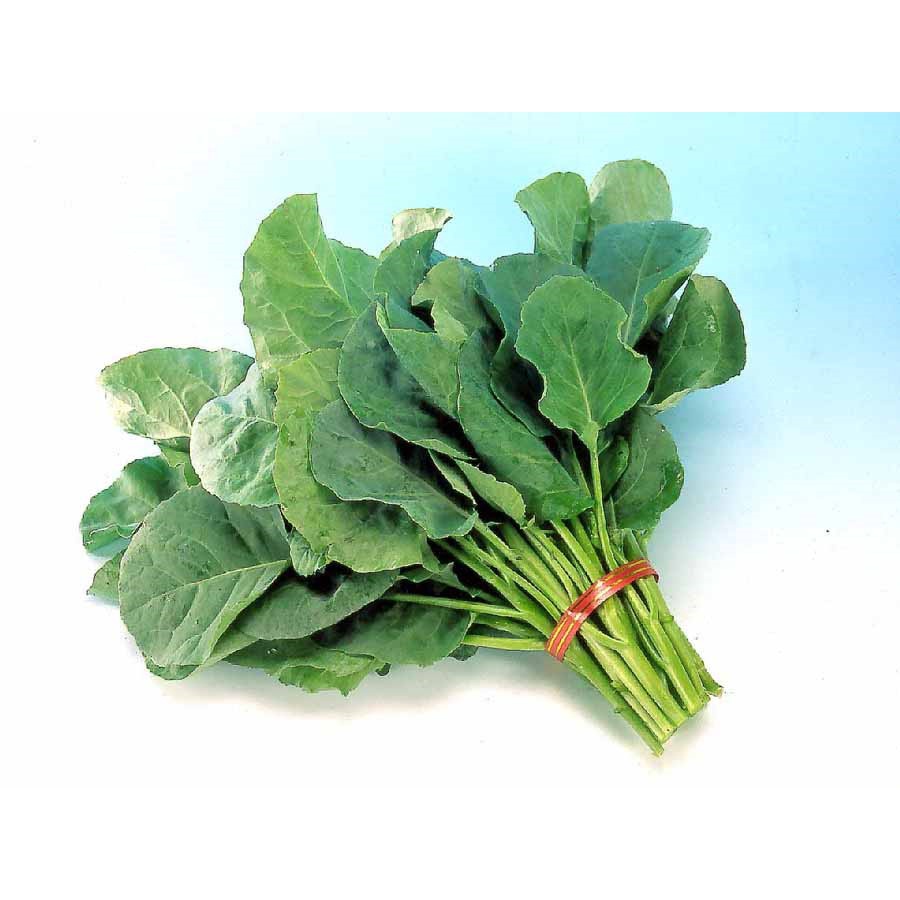 Benih Bibit Biji - Sayur Kailan Full White Chinese Kale Seeds - Panen Dalam 40 Hari