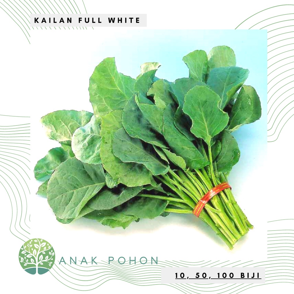 Benih Bibit Biji - Sayur Kailan Full White Chinese Kale Seeds - Panen Dalam 40 Hari