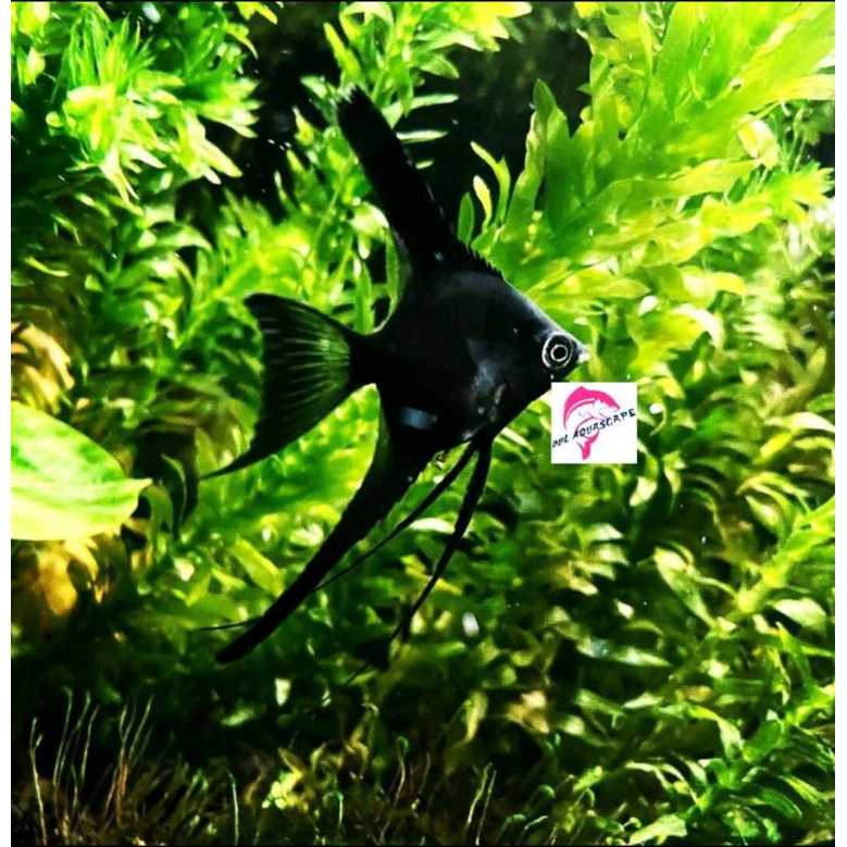 Ikan hias manfish black