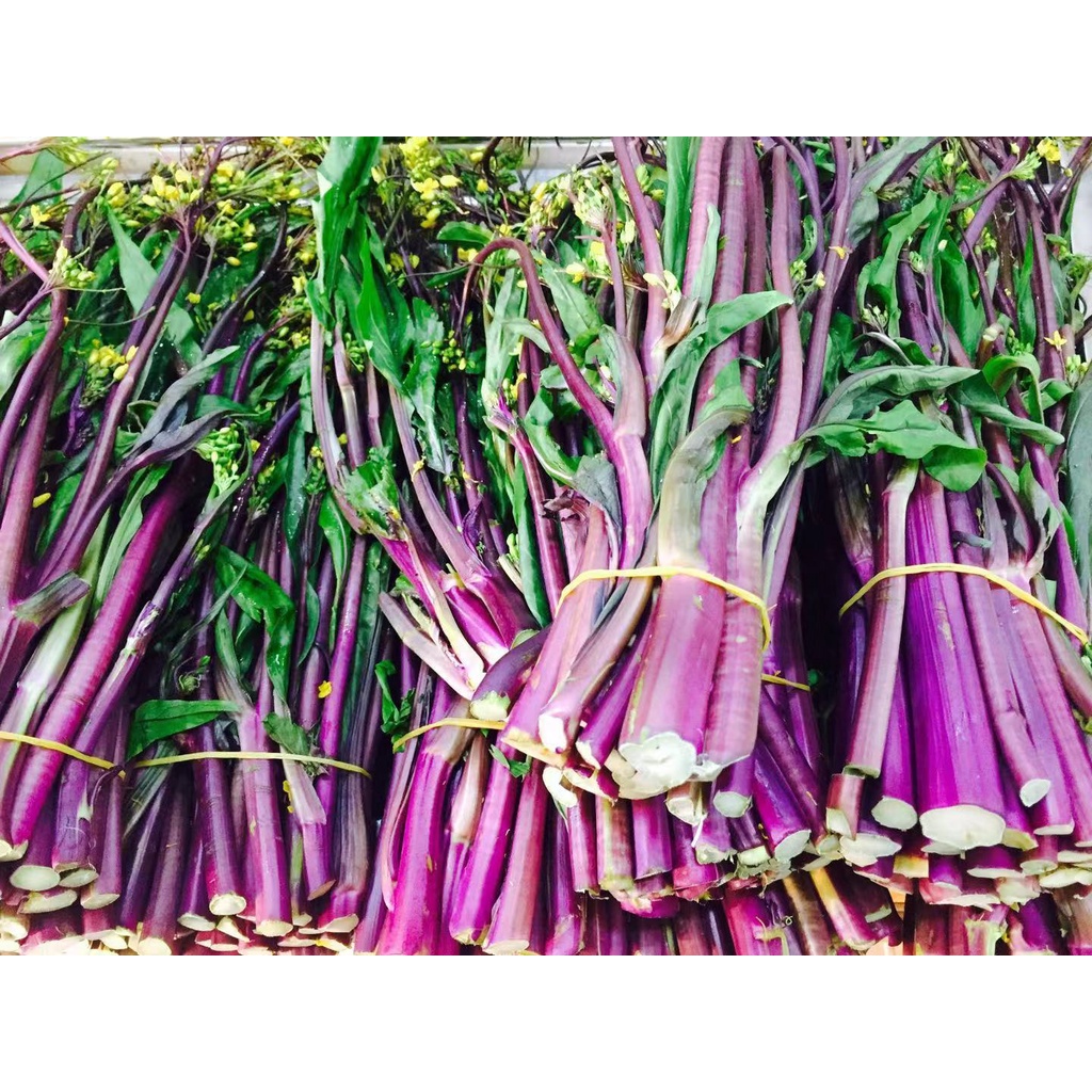 Benih Bibit Biji - Kailan Batang Merah Red Stem / Yun Moss / Purple Choi Sum Chinese Flowering Cabbage Seeds - IMPORT