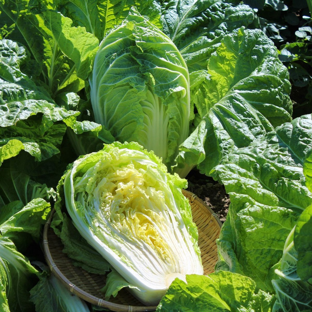 Benih Bibit Biji - Sawi Putih Slobor Napa Cabbage Sawi Kimchi Korea K-pop F1 Hibrida Seeds - Panen Dalam 55 HST