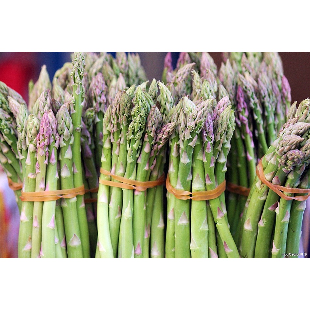 Benih Bibit Biji - Asparagus Mary Washington Seeds - IMPORT