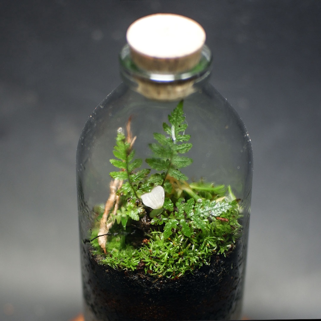 Baymarkeet Terarium Botol Kit Terrarium Kit Bottle 100 - 500 Ml Hiasan Kamar Aesthetic