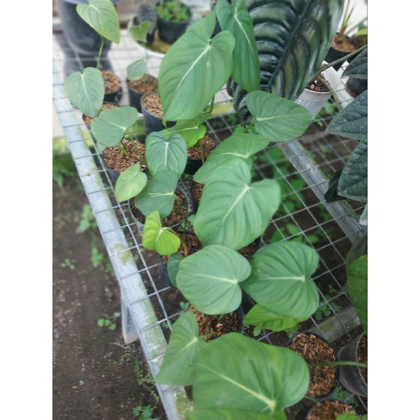 philodendron dean mcdowell real pict