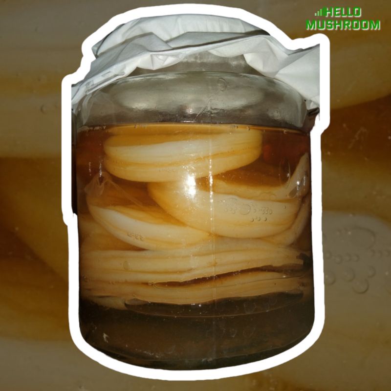 

Jamur Scoby Kombucha