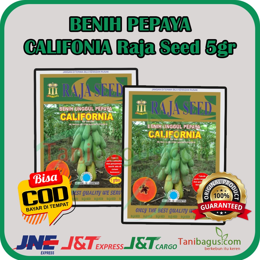 BENIH PEPAYA CALIFORNIA  Raja Seed