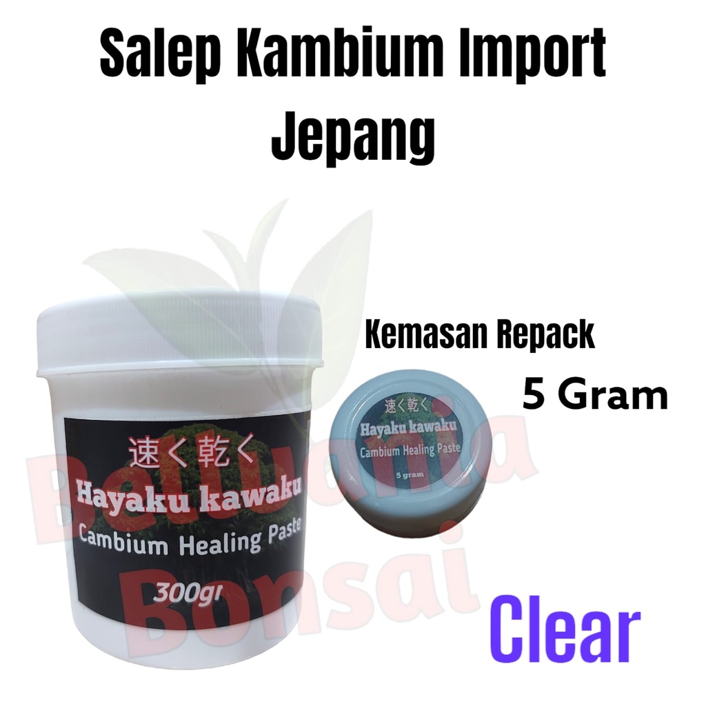 Salep Kambium Import Jepang Hayaku Masaku Kemasan Repack 5 Gram