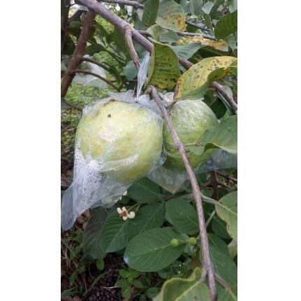 

✔️ PROMO Jamkris Jambu Kristal 1 kg (1000gram)
