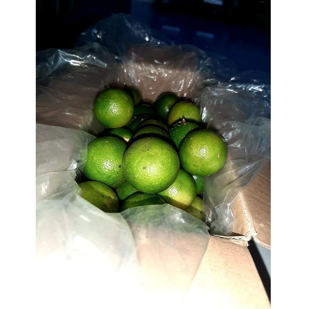 

⚡TOK SIAP 【COD Jeruk sonkit murah /Jeruk kunci / Lemon Cui / Jeruk Peras / Jeruk Bangka / Jeruk Kasturi