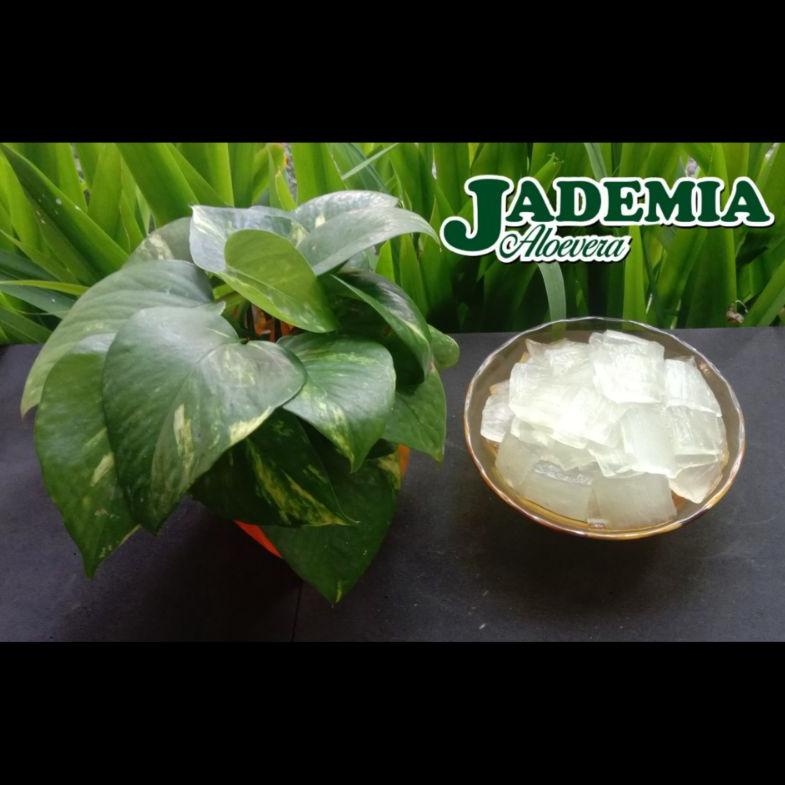 

✨ 7.7 LIDAH BUAYA/ ALOEVERA KUPAS (500 gr)