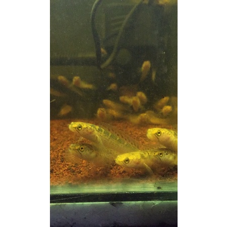 LIMBATA GOLDEN TIGER