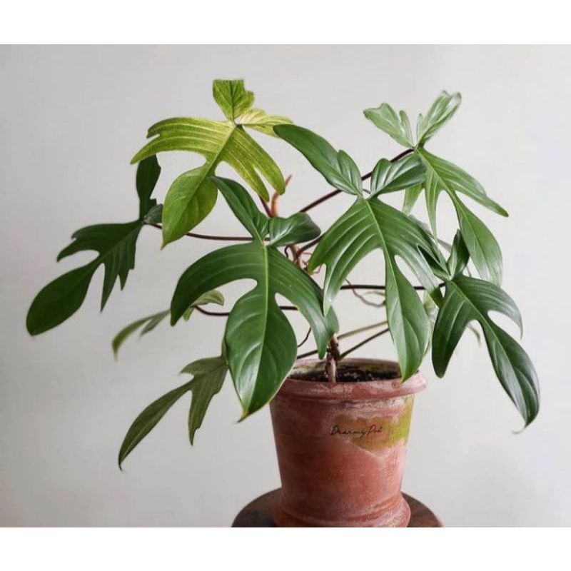 TANAMAN HIAS PHILODENDRON FLORIDA GHOST