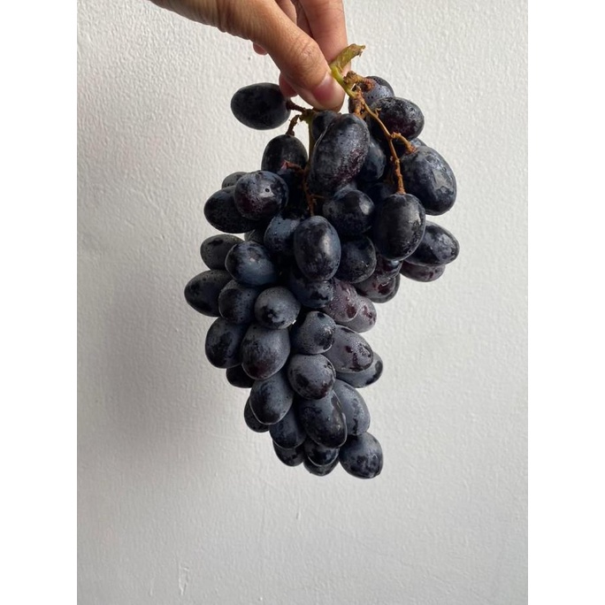 

Anggur Black Autumn seedless per 1kg ram04