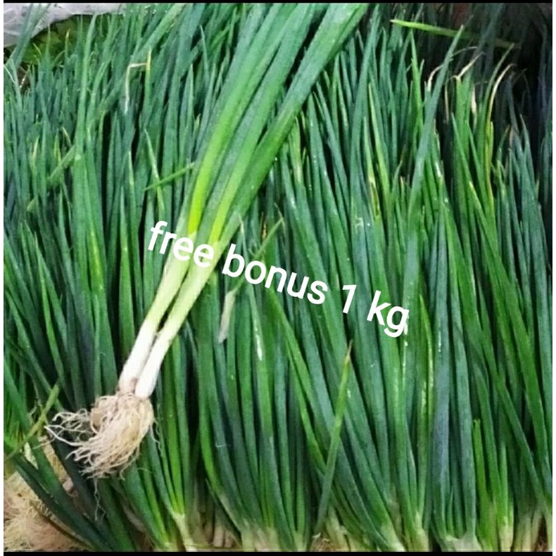 

daun bawang cung 250gr + gratis bonus