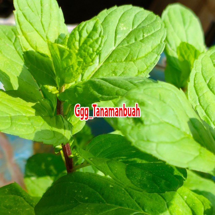 bibit daun mint super rimbun