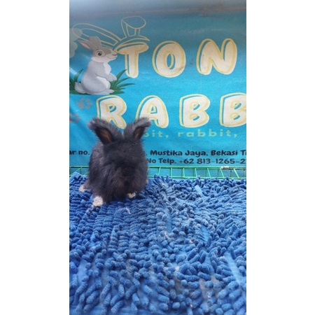 kelinci English anggora