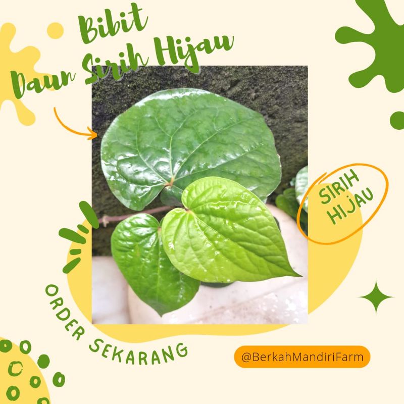 Daun Sirih Hijau - Bibit Tanaman Daun Sirih Hijau