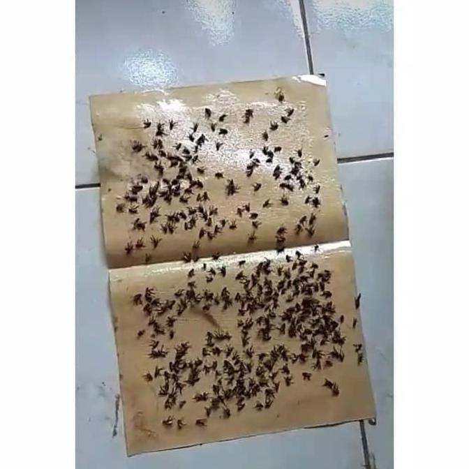 

VIRAL!!! LEM LALAT KERTAS PERANGKAP SERANGGA SUPER LENGKET GLUE PAD PAPAN PEST