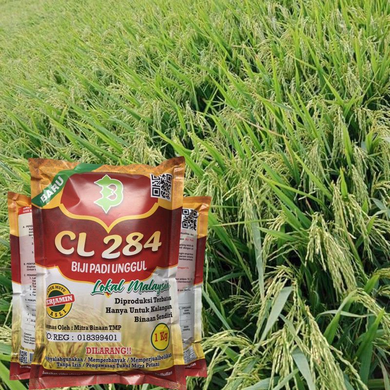 Benih padi CL 284