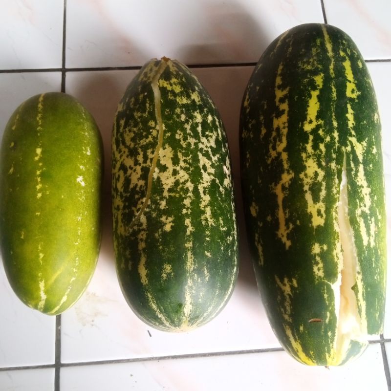 

buah timun suri 1kg langsung dari petani bonteng suri timun suri 1 kg 1000 gram