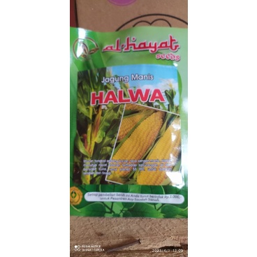 Bibit jagung manis, bibit jagung halwa, kualitas super