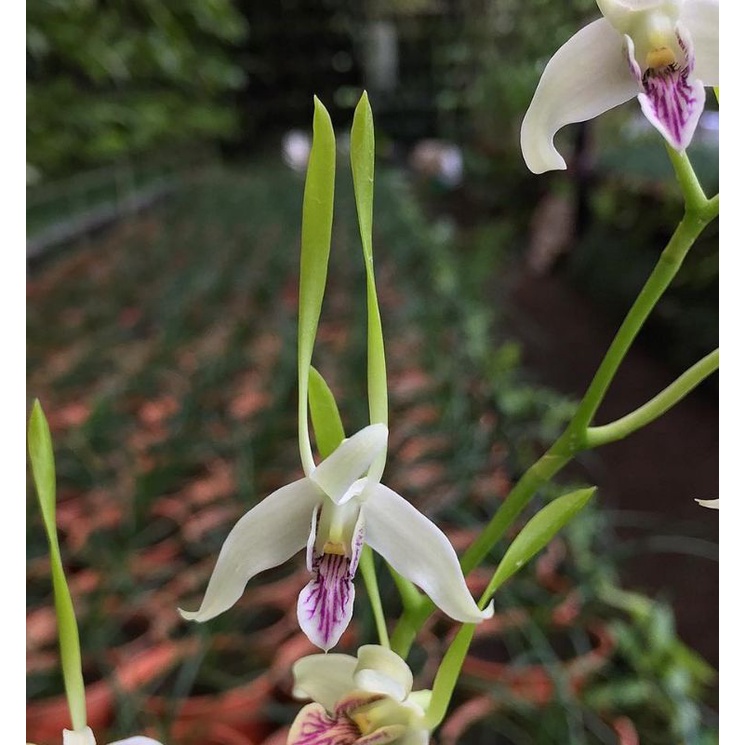 Dendrobium antennatum