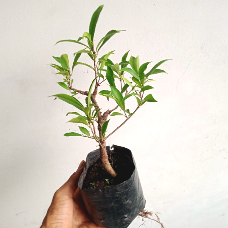 Adelonz Beringin Afrika Bibit / Bahan Bonsai Beringin Afrika