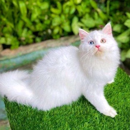 Kucing Persia Bulu Kapas Murah Super Gembul Khusus Persia Warna Putih.