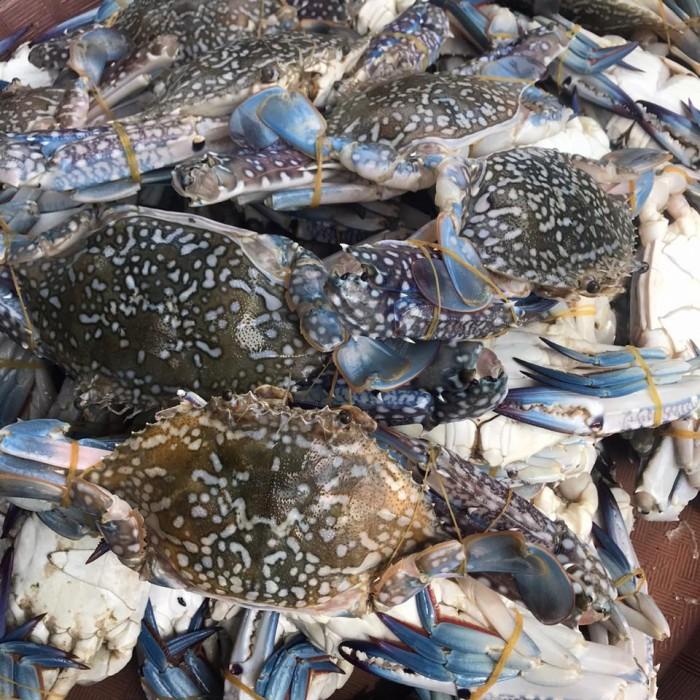 Rajungan Besar segar