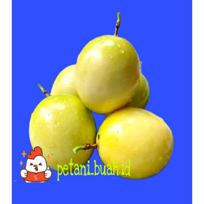 

buah markisa kuning
