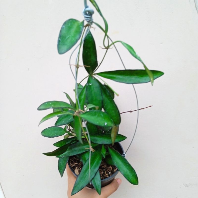 tanaman hias hoya rosita rimbun